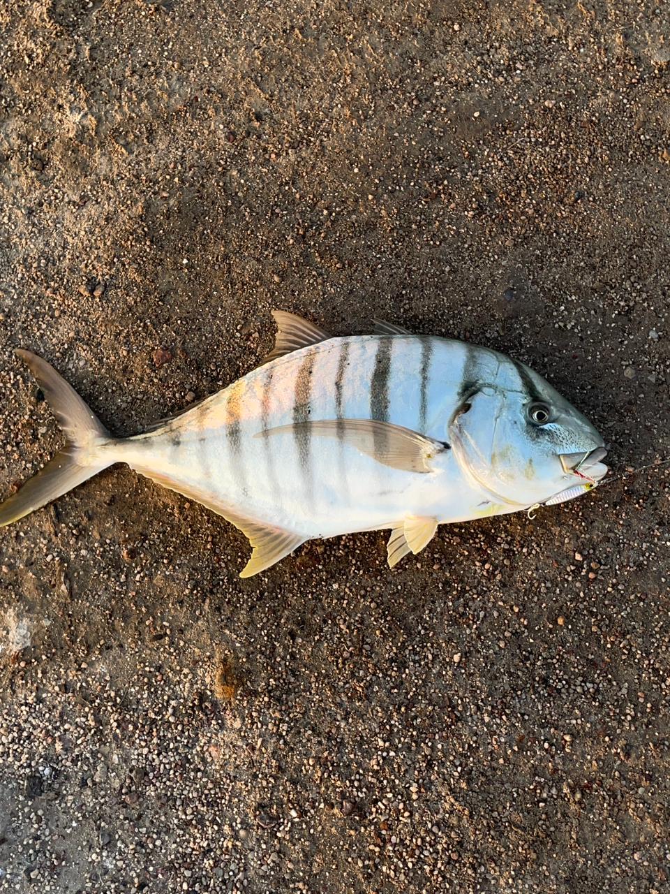 Pesca de orilla en el antiguo muelle de La Paz — imagen 1