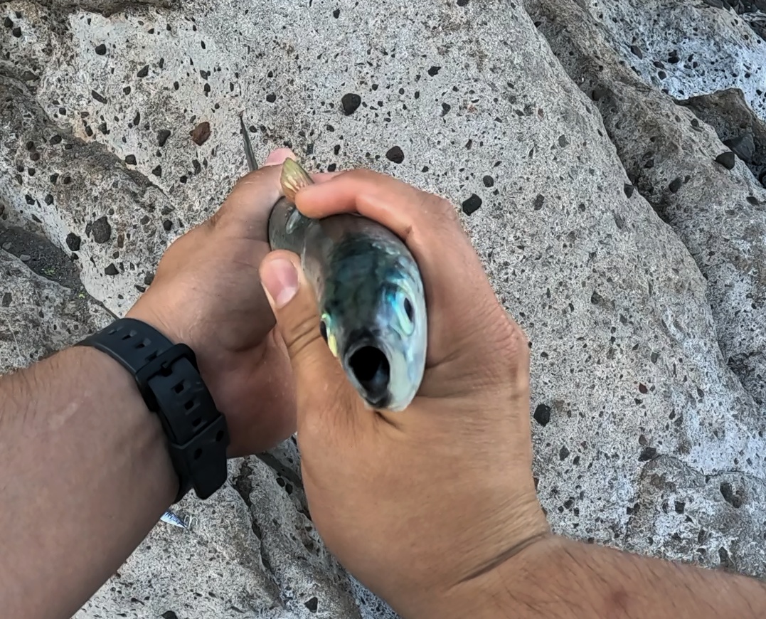 Pescando frente a la Isla Gaviota — imagen 6