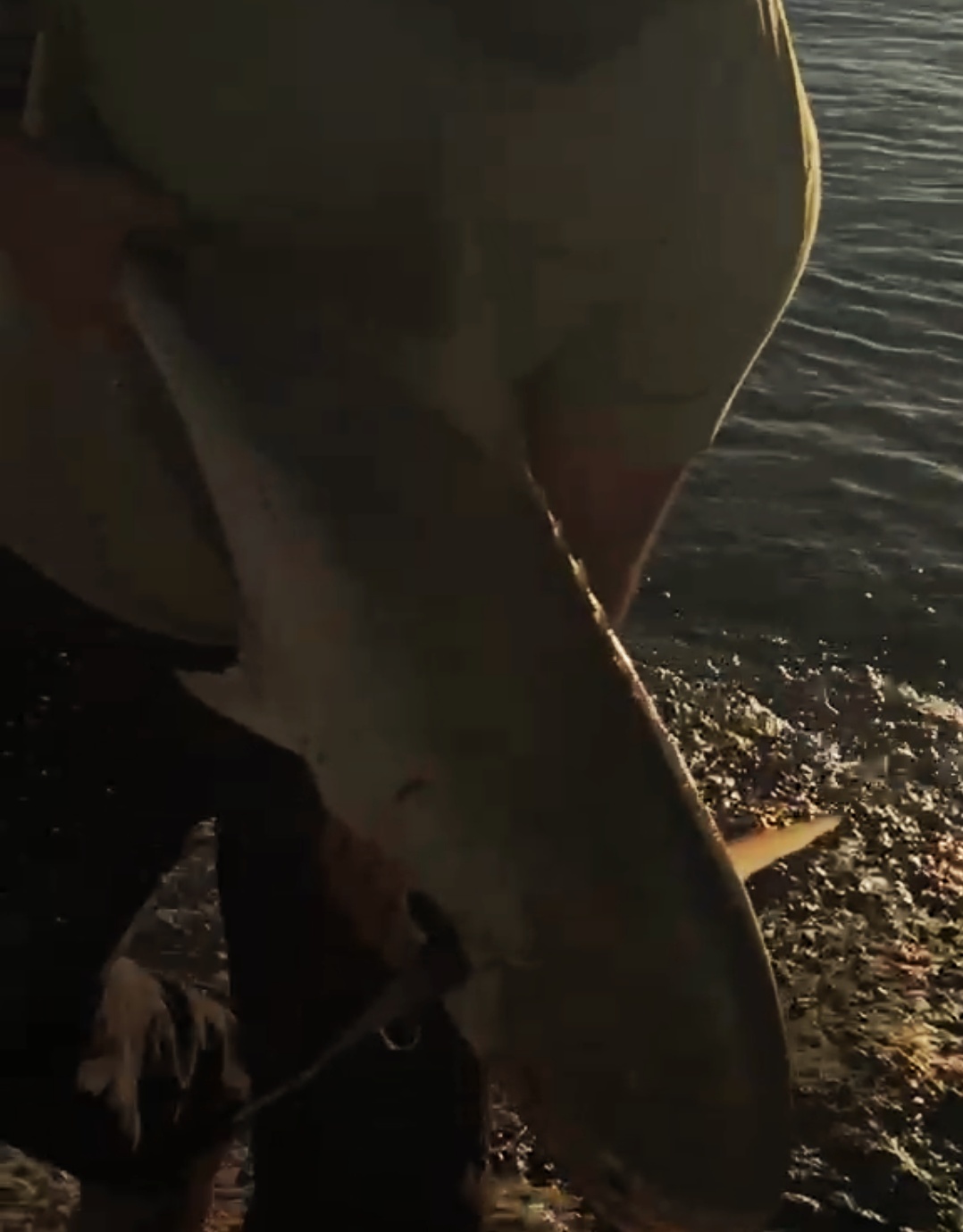 ¡Pescando un monstruo desde la orilla! — imagen 3