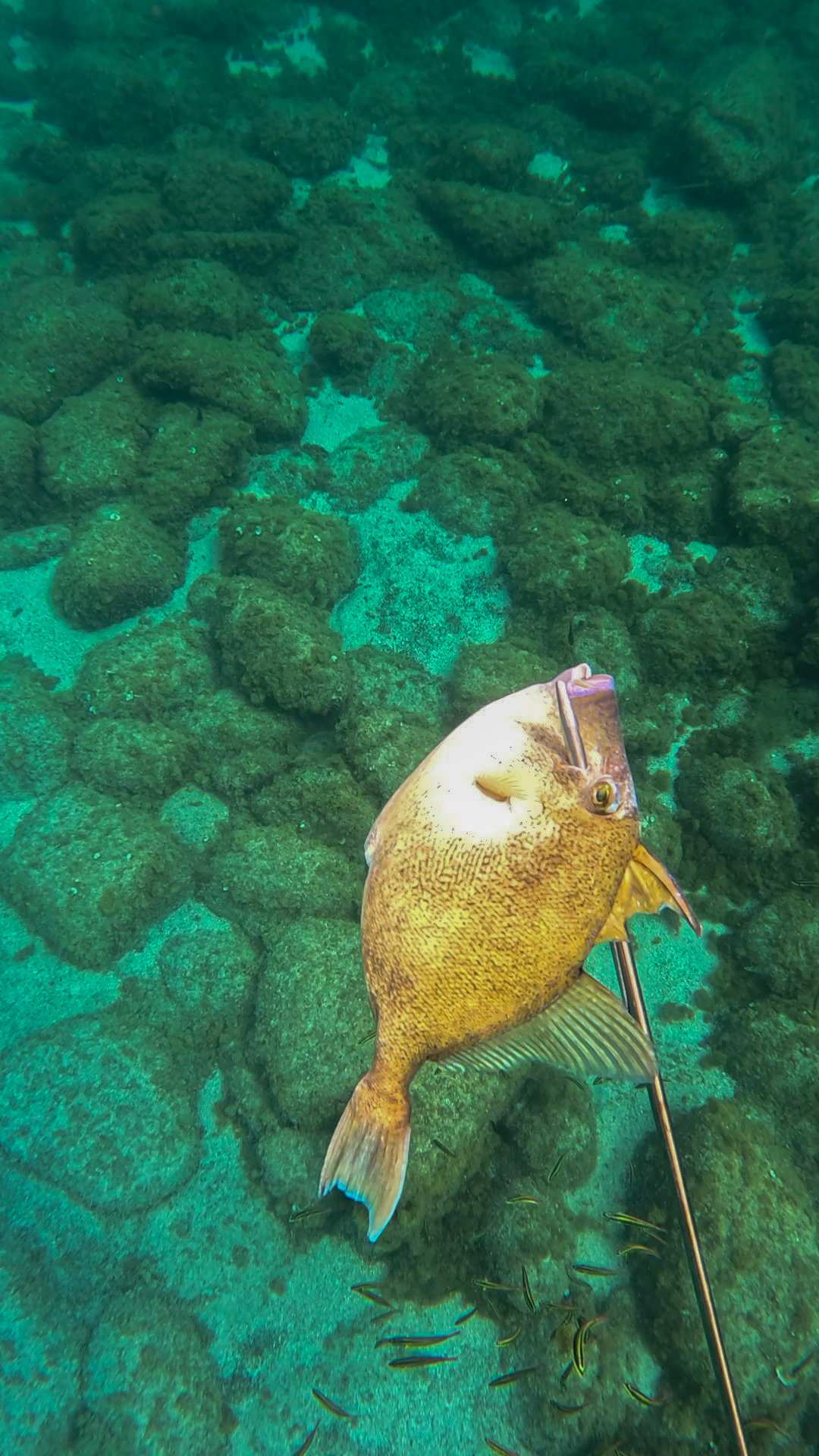 Pesca submarina con marea baja — imagen 1