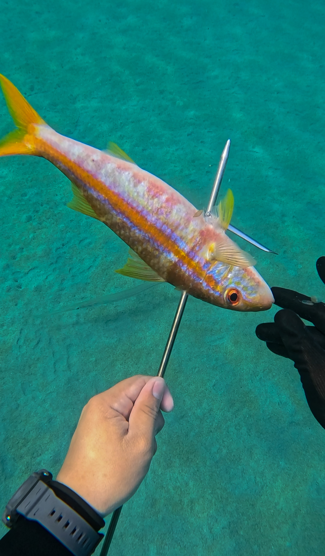 Pesca submarina con marea baja — imagen 2