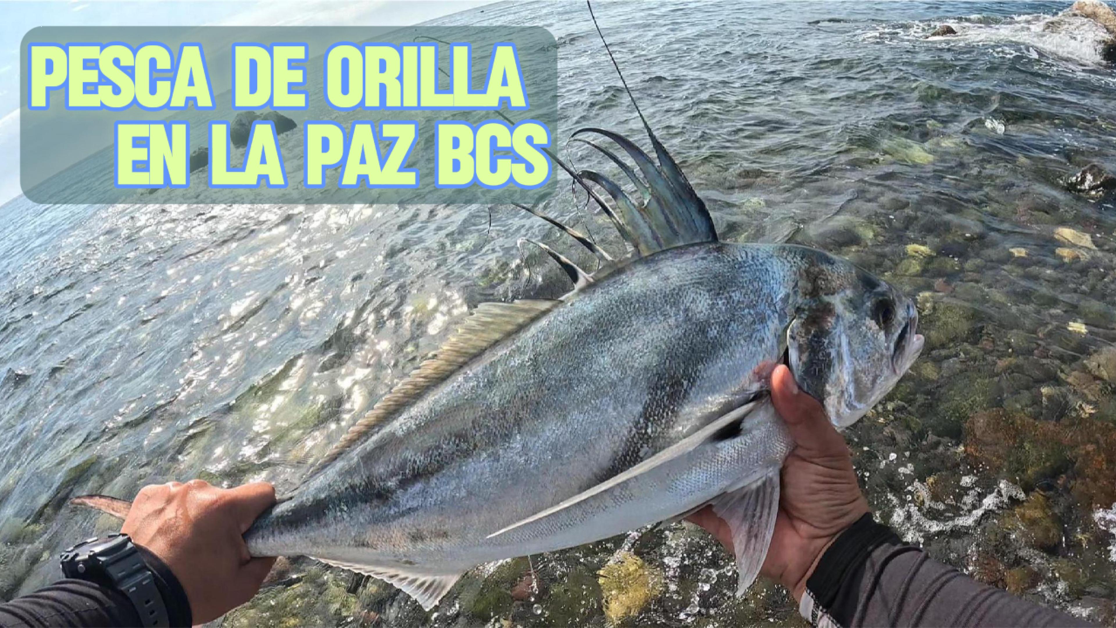 Pesca de orilla en La Paz BCS - Pescando con Benjaafishing y LitoralBCS - ¡Ricardo andaba suertudo!